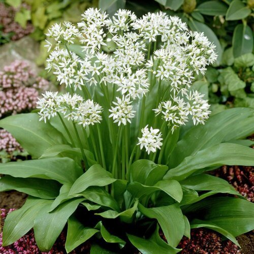   -  (. Allium ursinum)  35