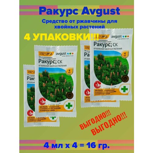        Avgust  4 - 4   -     , -,   