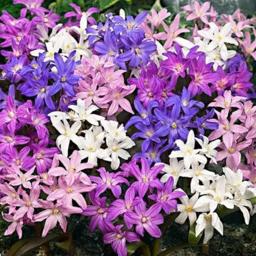 ���� �������� ���������� ����� ( 20 �� )