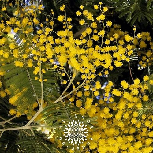     (. Acacia retinodes) 10  Green Legacy