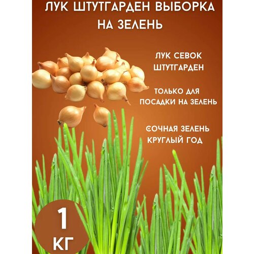 ���� ��� ���������� �� ������ 1��