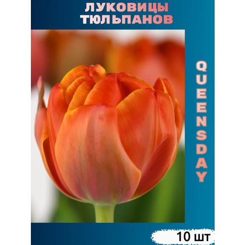     Queensday (10 )  -     , -  