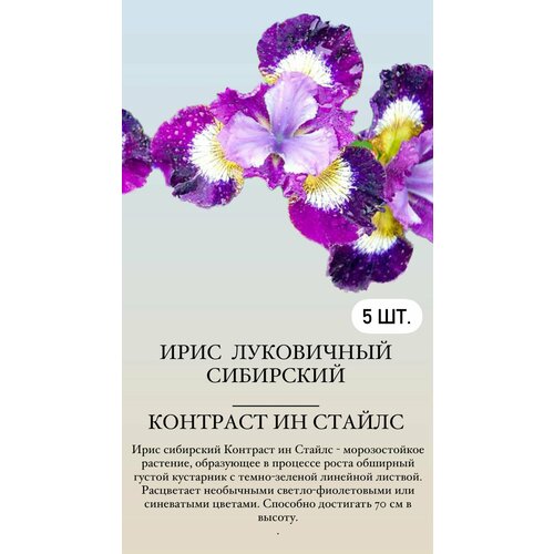 ���� ���� ���������� �������� ����������� ��������