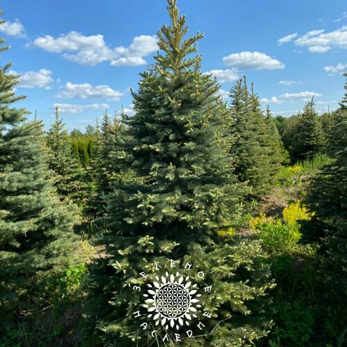      -   (. Picea glauca) 30  Green Legacy  -     , -  