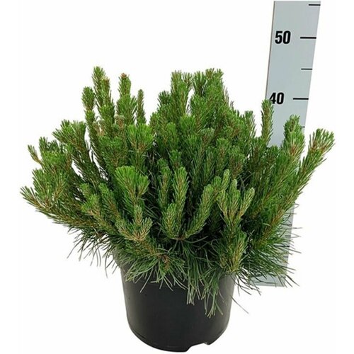 ���� �������� ����� ������ ������� 883882 C5 H50-60