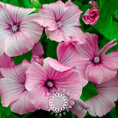    ,  (. Lavatera trimestris) 35 