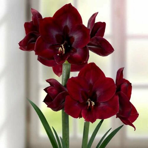     , Hippeastrum Grand Diva,  ,   -     , -  