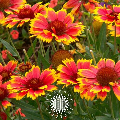     -  (. Gaillardia aristata) 50 