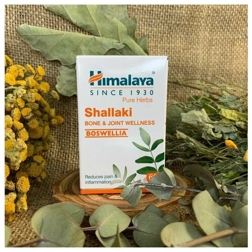   Shallaki (, ) Himalaya ()      ,    , 60 .  -     , -  