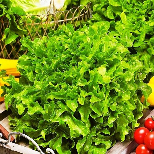 ���� ����� ���������� �������� (������). ������.