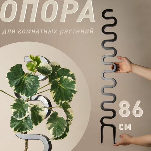 ���� ����� ��� �������� �������� 