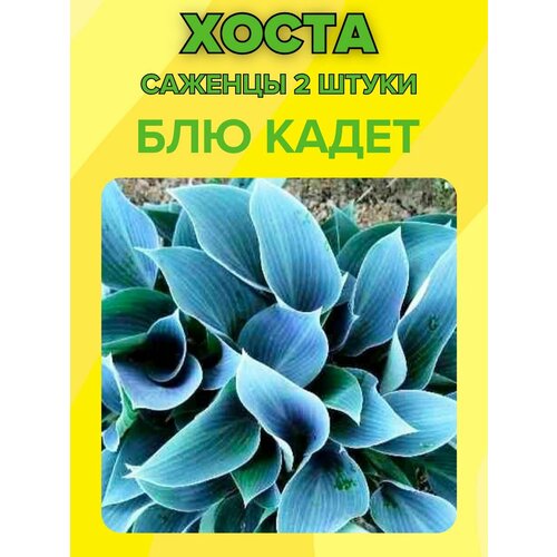 ���� �����, ������� 2 �����