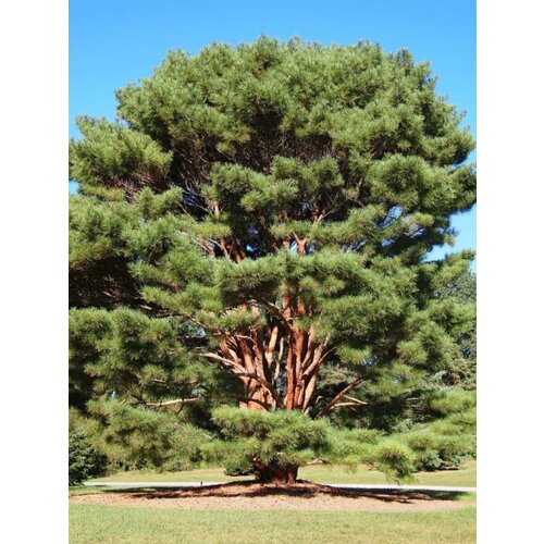     ( ) / Pinus densiflora, 15 