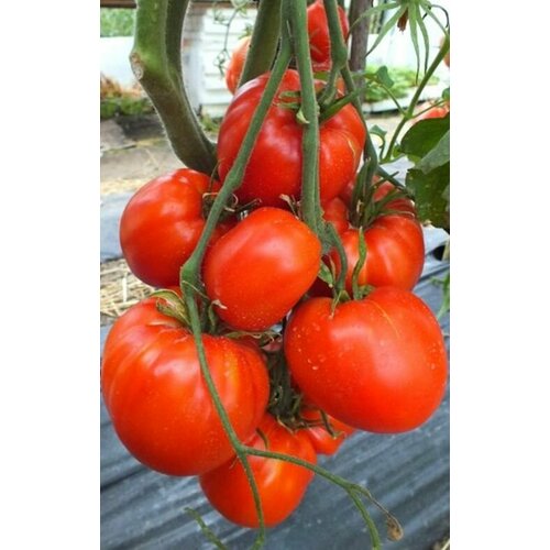 ���� ������ ������ ������ ������� (Kangaroo Heart) / Seeds And Goods / � �������� zip-lock ��� ���������� 10 �����