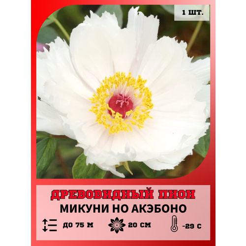 ���� ���� ����������� ������ �� ��������, ������� 1 �����