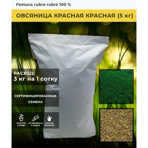 ���� ������ ������ �������� ������� (5 ��)