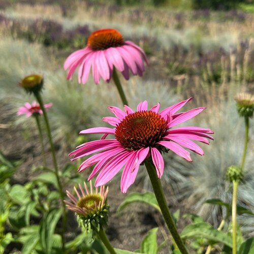 ���� �������� ��������� ����������, ������