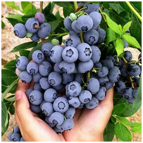 ���� ������� �������� ������� 3� ����� (���) �������.