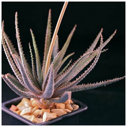     (Aloe PARVULA),   -     , -,   