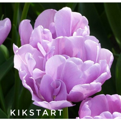 ���� �������� ����������� , �������� ���� KIKSTRAT (4 �����)