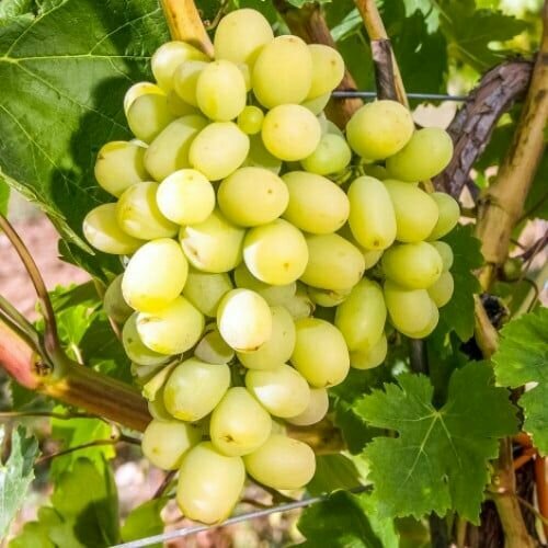 ���� �������� ����� �����