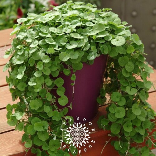 ���� ������ �������� �������� - ��������� ����� (���. Dichondra argentea) 20��