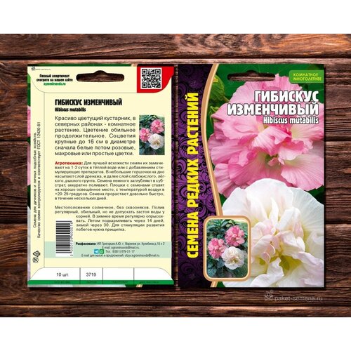      (Hibiscus mutabilis) (7 )  -     , -  