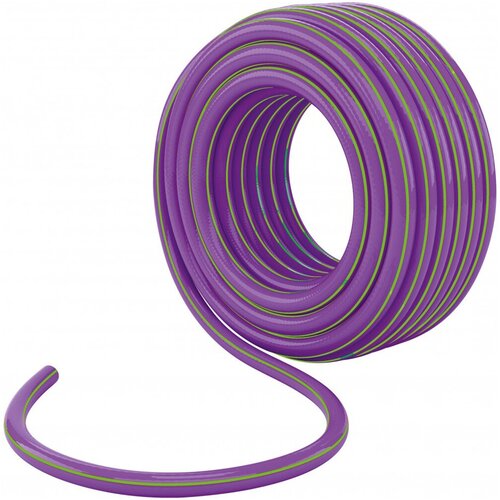     Palisad Violet, 3 , 3/4', 25 , 