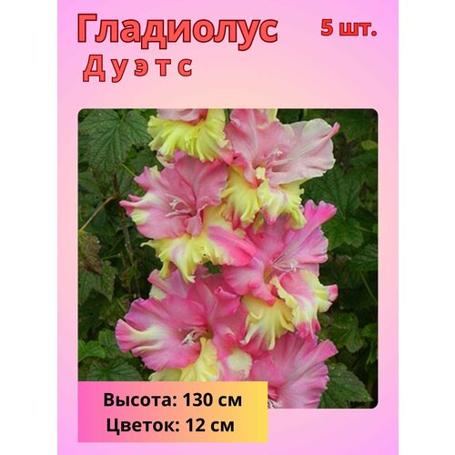 ���� ��������� ��������������� �����, �������� ����������