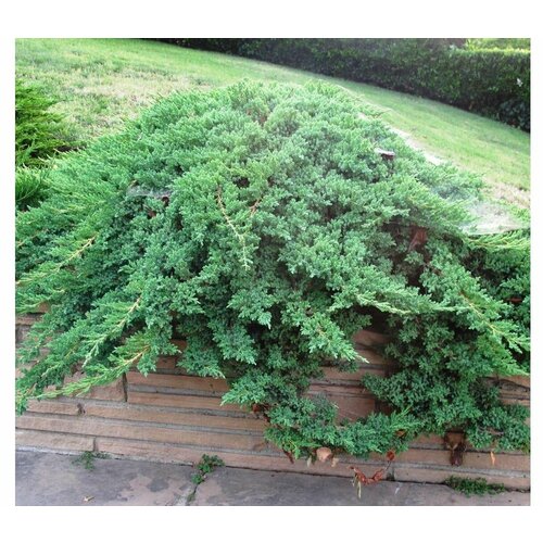 ���� ������������ ������� ����