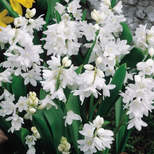    , hipollino flowers,  LIBANOTICA ALBA (10 )  -     , -  