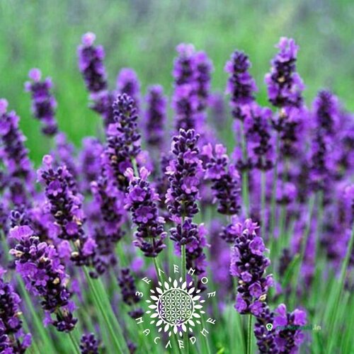      (. Lavandula angustifolia) 50   -     , -  