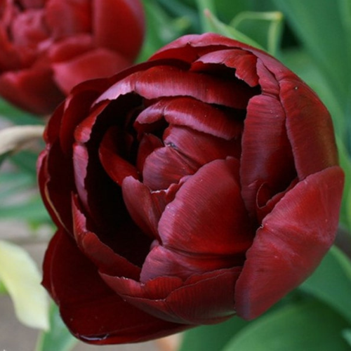 ���� ������� ���� ��� (5 ��)