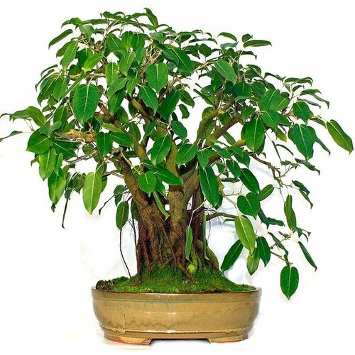    , Ficus Religiosa,   -     , -  