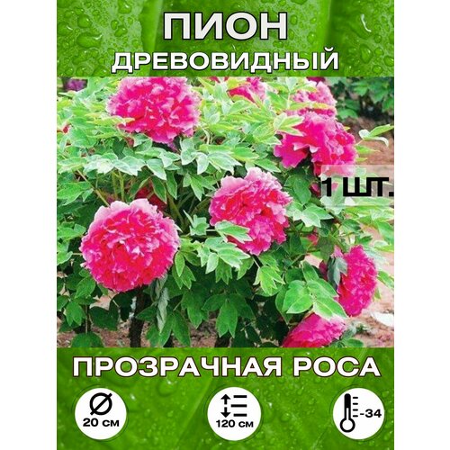 ���� ���� ���������� ����, ���������