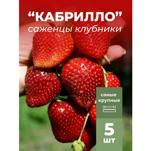 ���� �������� ����� ������������� ��������, �������/��������� �������� 5 ��