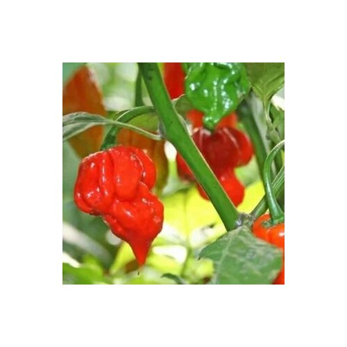      Trinidad Scorpion Butch T, 5  +   -     , -  