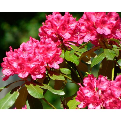    (. Rhododendron ponticum)  25