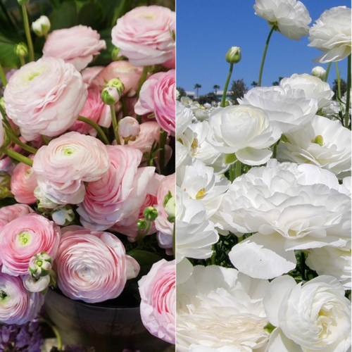 ���� �������� ������, chipollino flowers, TWIN, ���������� PINK 10 �� / ���������� WHITE 10 �� (20 �������)