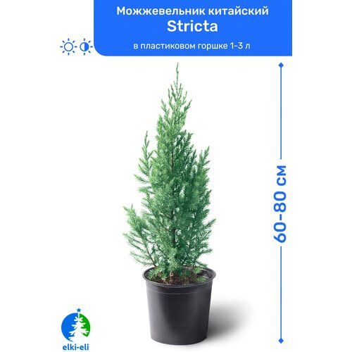     Stricta () 60-80     2-5 , ,     -     , -,   