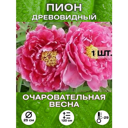 ���� ���� �������������� �����, ���������