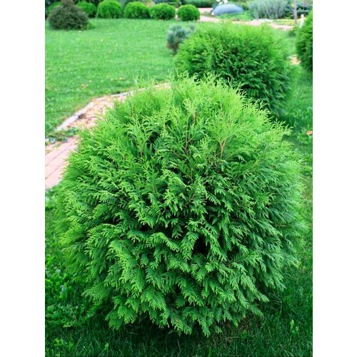       (Thuja occidentalis Woodwardii), 30   -     , -  