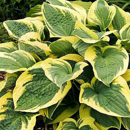 ���� ����� ����� ��������, 1 �����