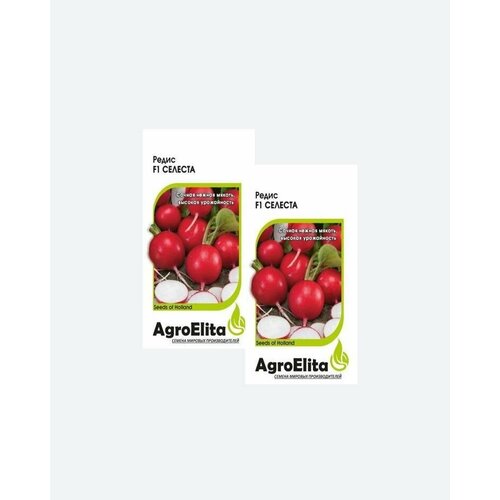      F1, 0,5, AgroElita, Enza Zaden(2 )  -     , -,   