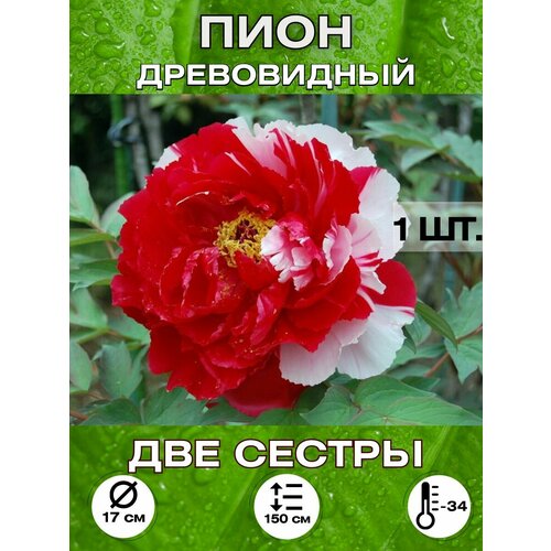 ���� ���� ��� ������, ���������