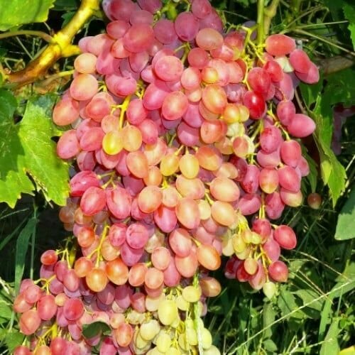 ���� �������� ������ �������