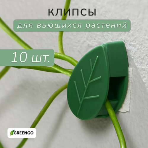      , , ,  10 , Greengo  -     , -  