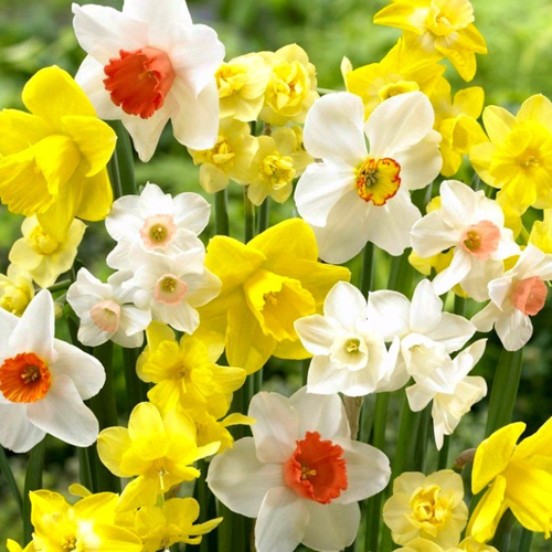 ���� �������� �������� ���� ���� ( 10 �� )