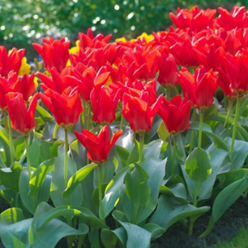 ���� �������� �������� MADAM LEFEBER ( 5 �� )