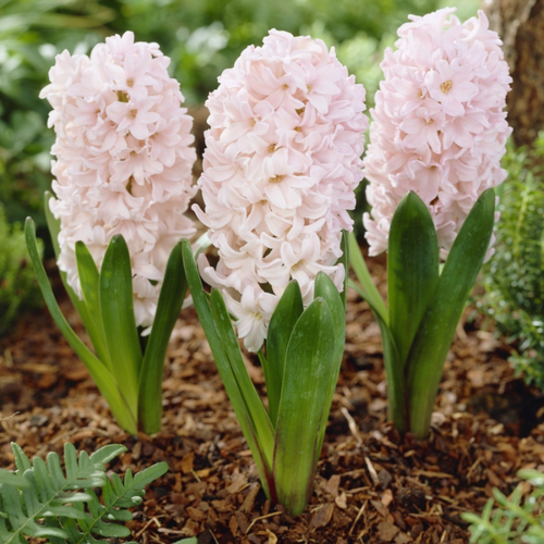 ���� ������� ������� (2 ��.)